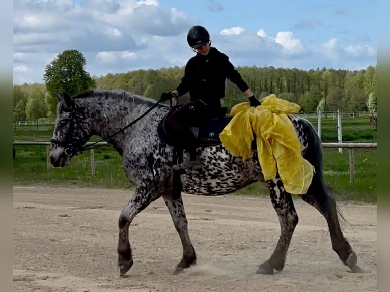 Polnisches Warmblut Wallach 8 Jahre 162 cm in Santok