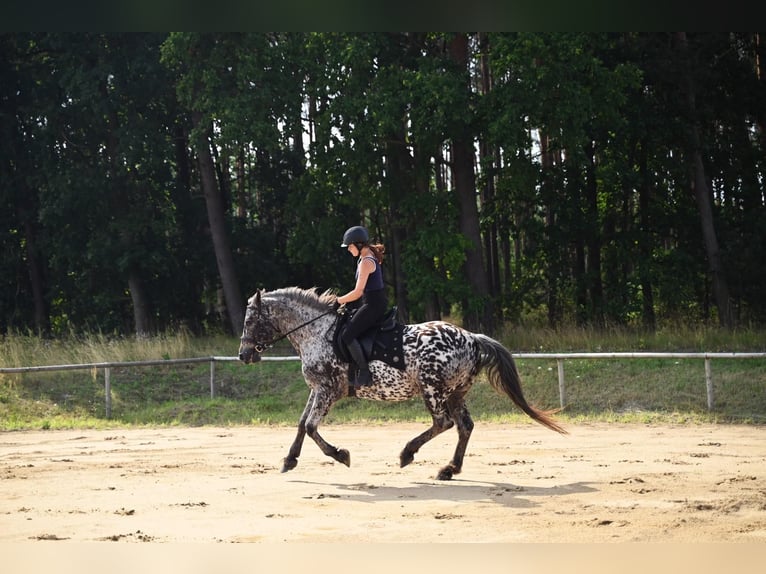 Polnisches Warmblut Wallach 8 Jahre 162 cm in Santok