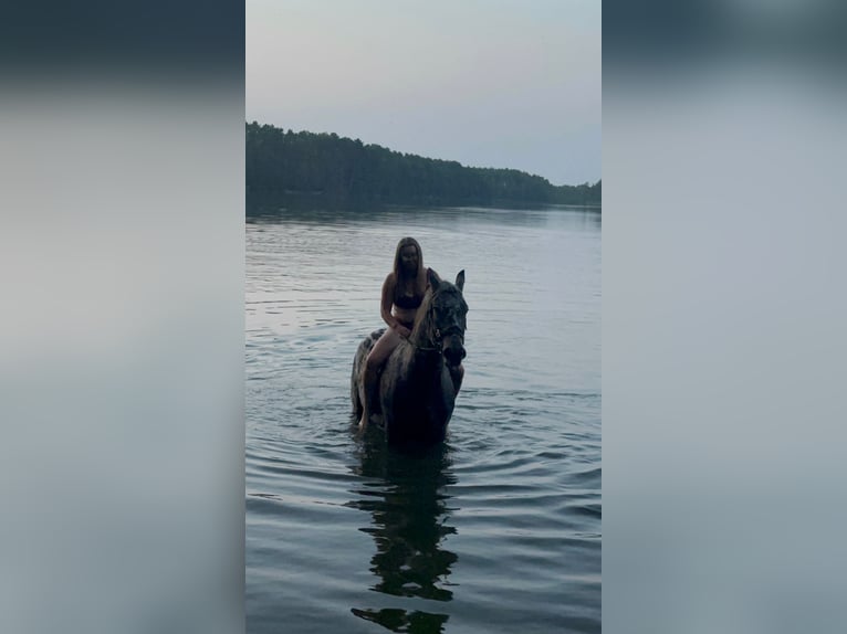 Polnisches Warmblut Wallach 8 Jahre 162 cm in Santok