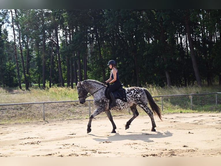 Polnisches Warmblut Wallach 8 Jahre 162 cm in Santok