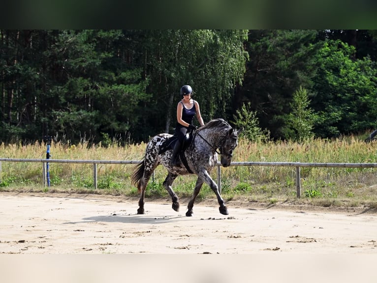 Polnisches Warmblut Wallach 8 Jahre 162 cm in Santok