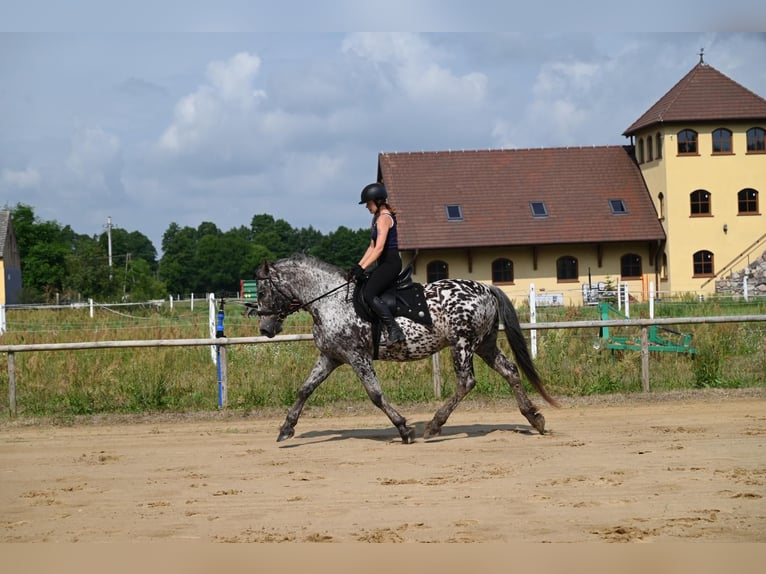 Polnisches Warmblut Wallach 8 Jahre 162 cm in Santok