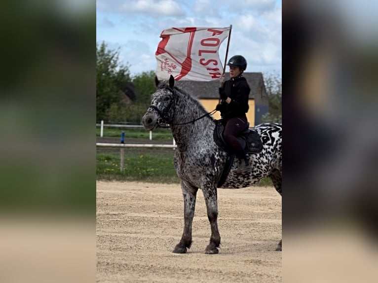 Polnisches Warmblut Wallach 8 Jahre 162 cm in Santok