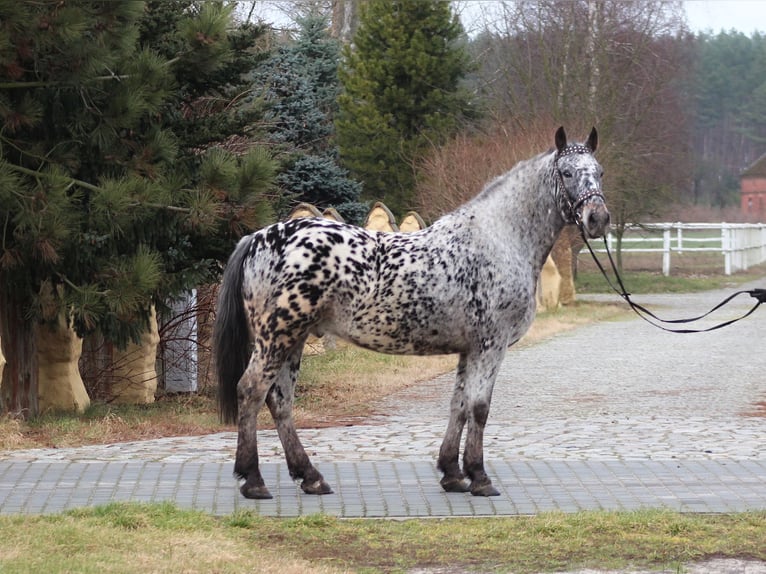 Polnisches Warmblut Wallach 8 Jahre 162 cm in Santok