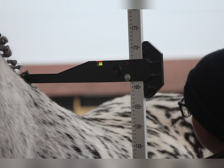 Polnisches Warmblut Wallach 8 Jahre 162 cm in Santok