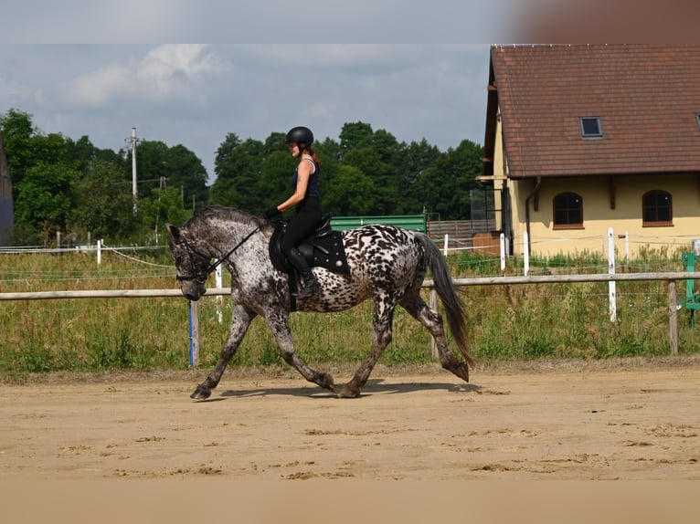 Polnisches Warmblut Wallach 8 Jahre 162 cm in Santok