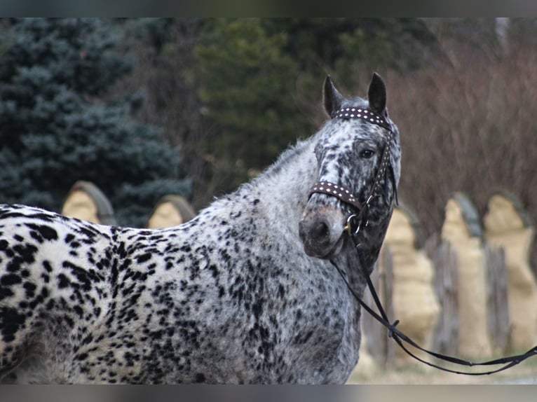 Polnisches Warmblut Wallach 8 Jahre 162 cm in Santok
