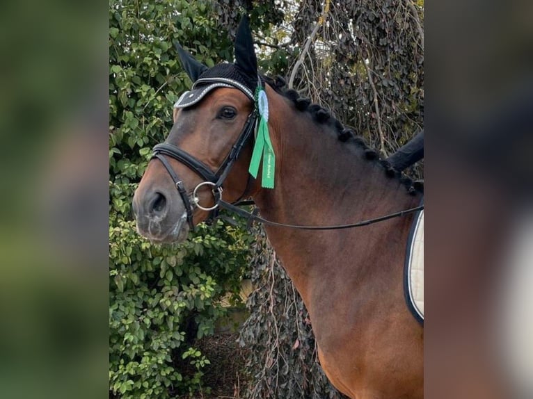 Polnisches Warmblut Wallach 8 Jahre 162 cm Brauner in Pulheim
