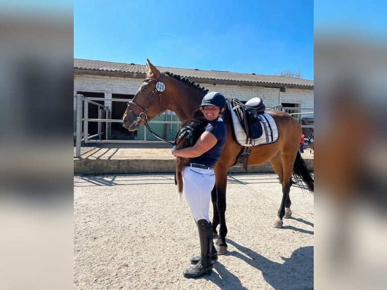 Polnisches Warmblut Wallach 8 Jahre 162 cm Brauner in Pulheim