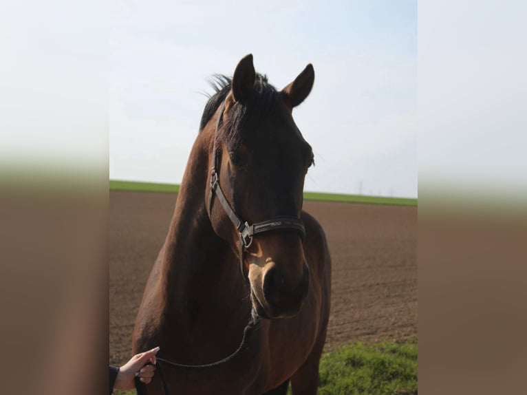 Polnisches Warmblut Wallach 8 Jahre 162 cm Brauner in Pulheim