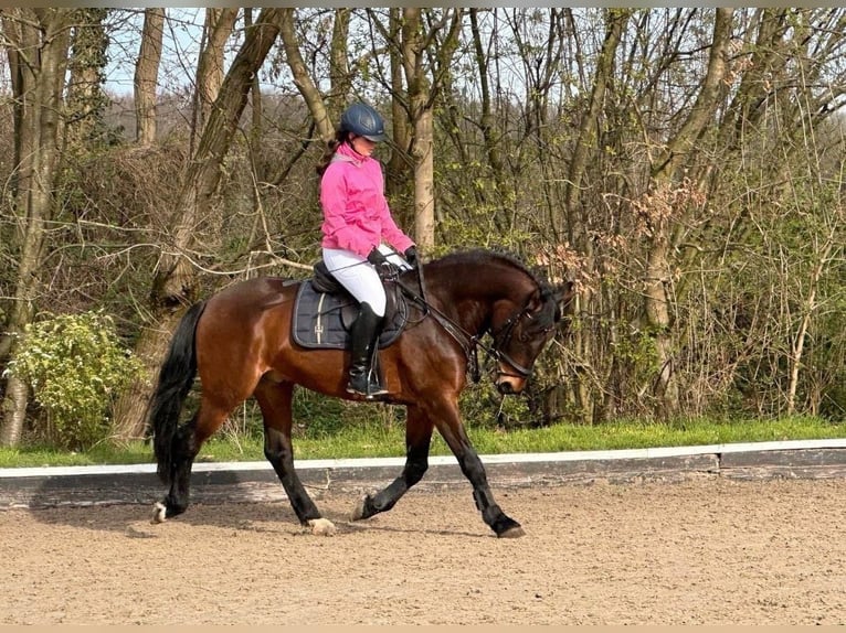 Polnisches Warmblut Wallach 8 Jahre 162 cm Brauner in Pulheim
