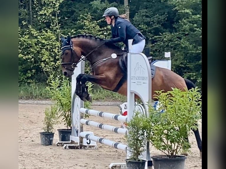 Polnisches Warmblut Wallach 8 Jahre 162 cm Brauner in Pulheim
