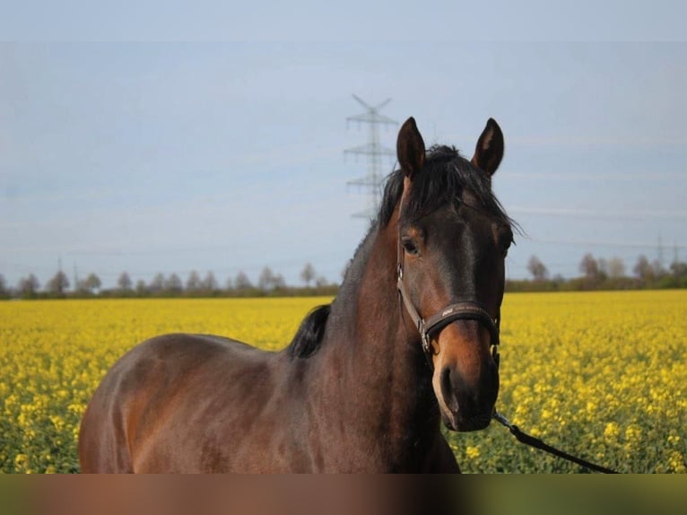 Polnisches Warmblut Wallach 8 Jahre 162 cm Brauner in Pulheim