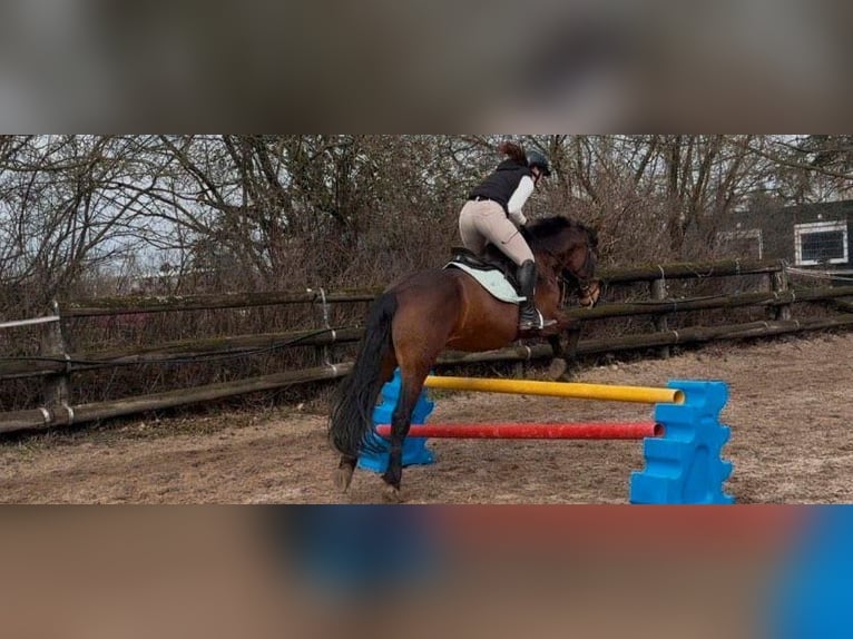 Polnisches Warmblut Wallach 8 Jahre 162 cm Brauner in Pulheim