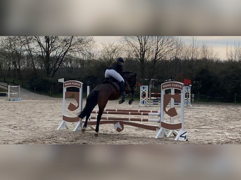 Polnisches Warmblut Wallach 8 Jahre 162 cm Brauner in Pulheim
