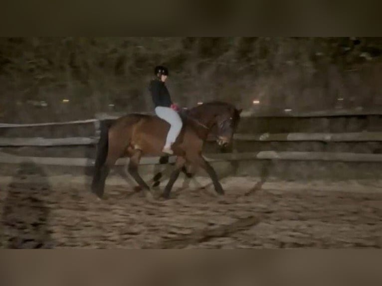 Polnisches Warmblut Wallach 8 Jahre 162 cm Brauner in Pulheim