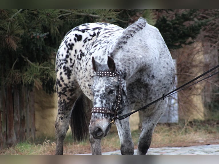 Polnisches Warmblut Wallach 8 Jahre 162 cm Tigerschecke in Santok