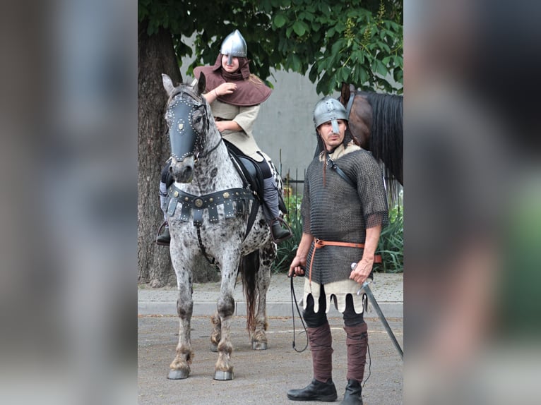 Polnisches Warmblut Wallach 8 Jahre 162 cm Tigerschecke in Santok