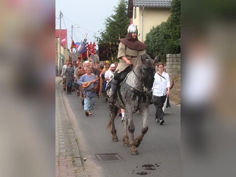Polnisches Warmblut Wallach 8 Jahre 162 cm Tigerschecke in Santok