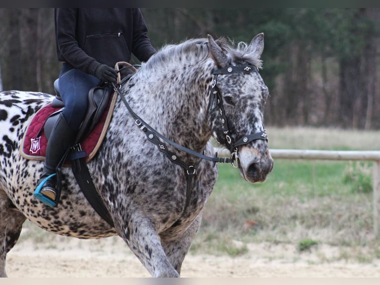 Polnisches Warmblut Wallach 8 Jahre 162 cm Tigerschecke in Santok