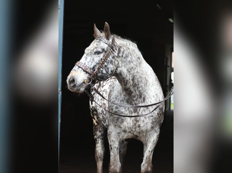 Polnisches Warmblut Wallach 8 Jahre 162 cm Tigerschecke in Santok