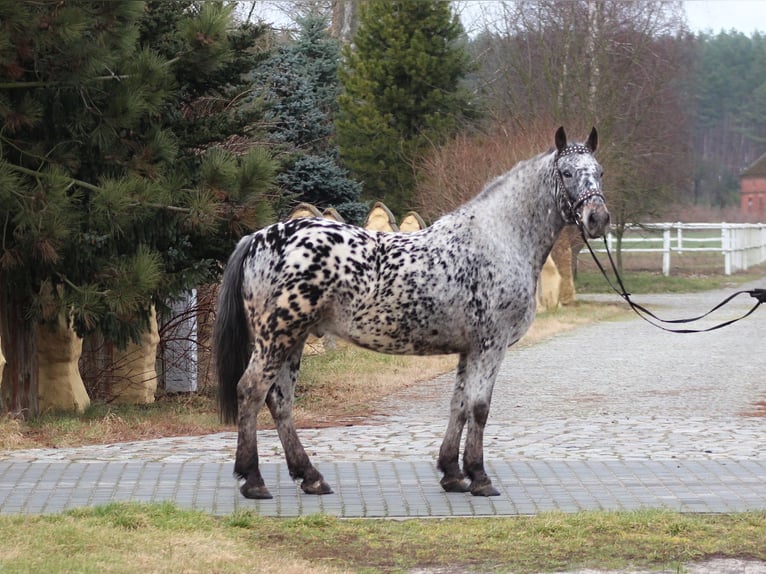 Polnisches Warmblut Wallach 8 Jahre 162 cm Tigerschecke in Santok