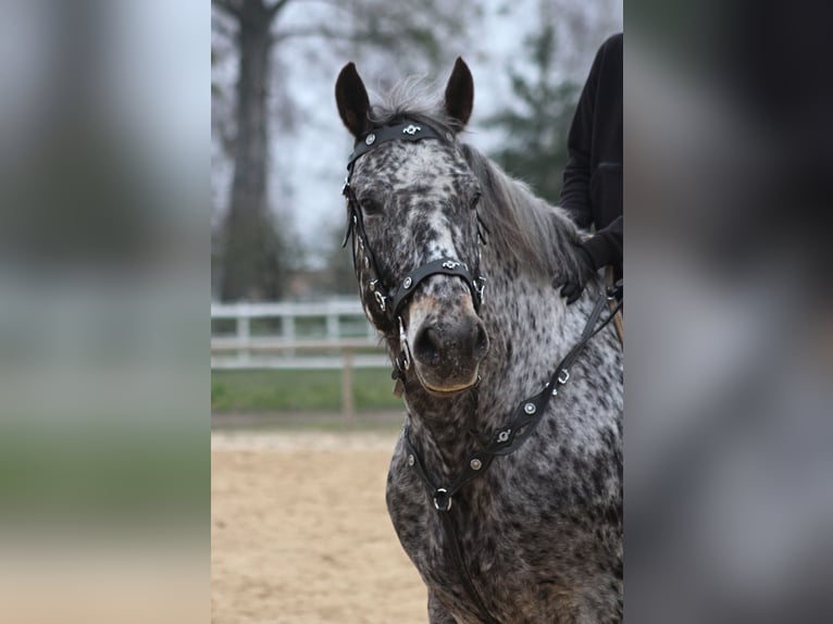 Polnisches Warmblut Wallach 8 Jahre 162 cm Tigerschecke in Santok