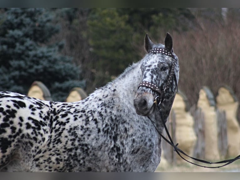 Polnisches Warmblut Wallach 8 Jahre 162 cm Tigerschecke in Santok