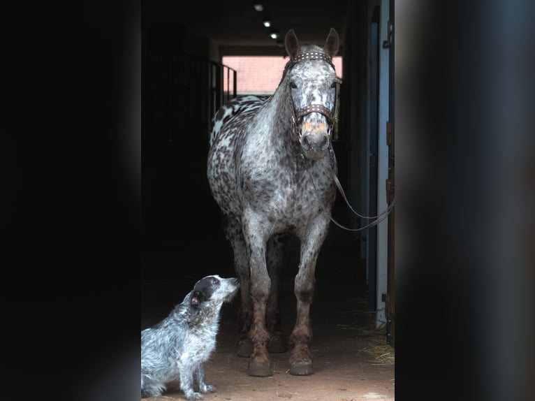 Polnisches Warmblut Wallach 8 Jahre 162 cm Tigerschecke in Santok