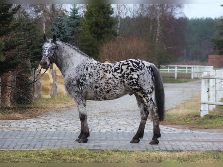 Polnisches Warmblut Wallach 8 Jahre 162 cm Tigerschecke in Santok