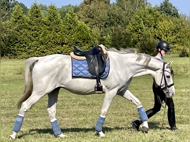 Polnisches Warmblut Wallach 8 Jahre 163 cm Schimmel in Opacz Kolonia