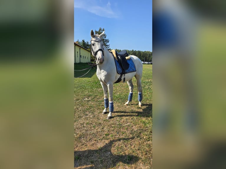 Polnisches Warmblut Wallach 8 Jahre 163 cm Schimmel in Opacz Kolonia