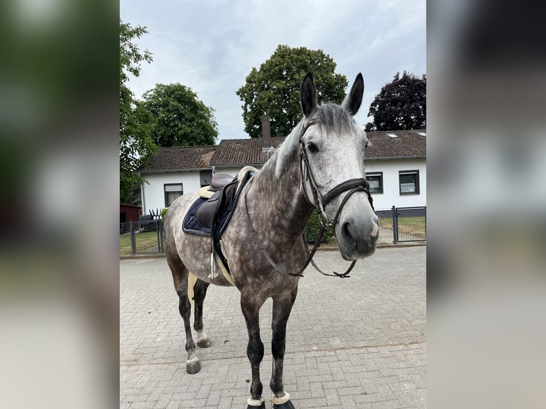 Polnisches Warmblut Wallach 8 Jahre 168 cm Apfelschimmel in Marburg