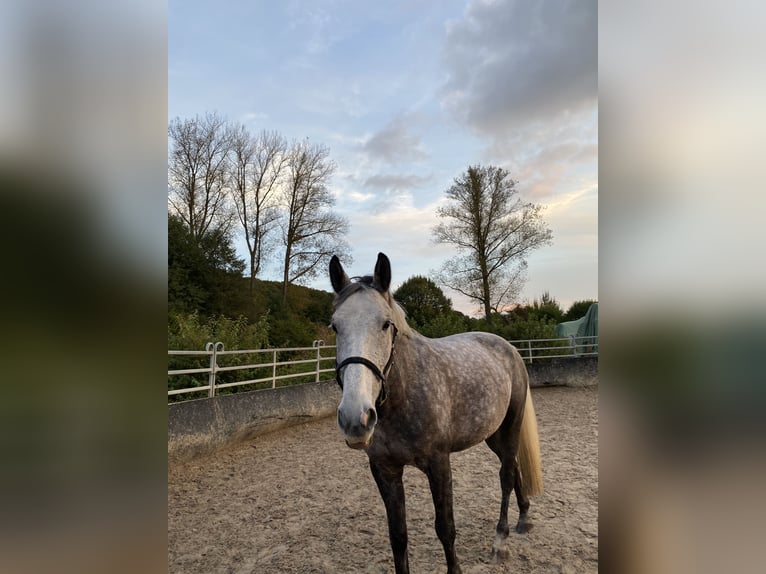 Polnisches Warmblut Wallach 8 Jahre 168 cm Apfelschimmel in Marburg