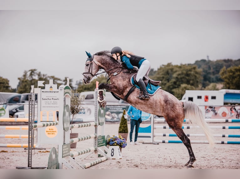 Polnisches Warmblut Wallach 8 Jahre 168 cm Apfelschimmel in Marburg