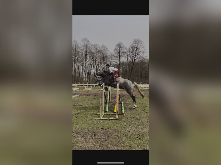 Polnisches Warmblut Wallach 8 Jahre 175 cm Apfelschimmel in Jerzwa&#x142;d