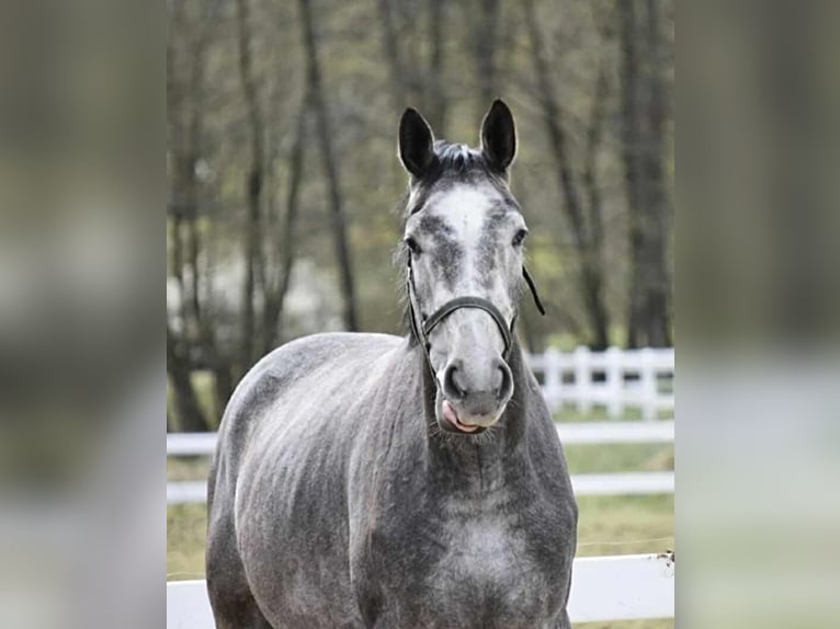 Polnisches Warmblut Wallach 8 Jahre 175 cm Apfelschimmel in Jerzwa&#x142;d