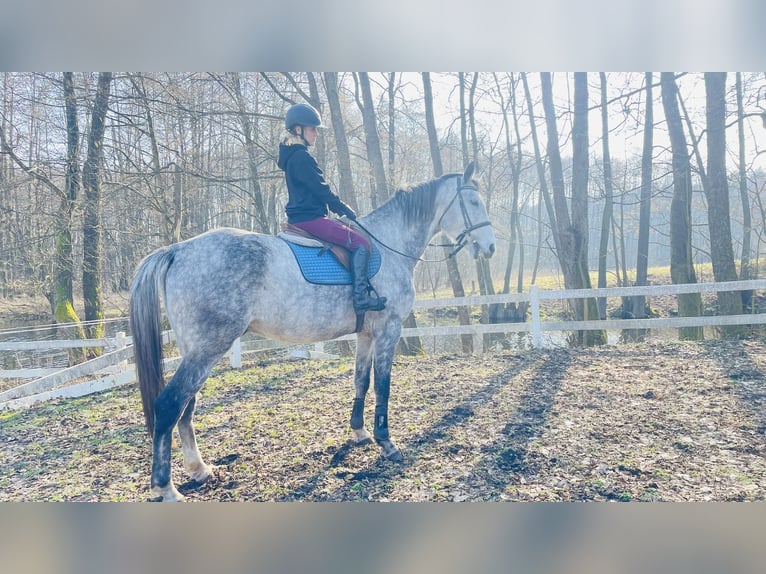 Polnisches Warmblut Wallach 8 Jahre 175 cm Apfelschimmel in Jerzwa&#x142;d