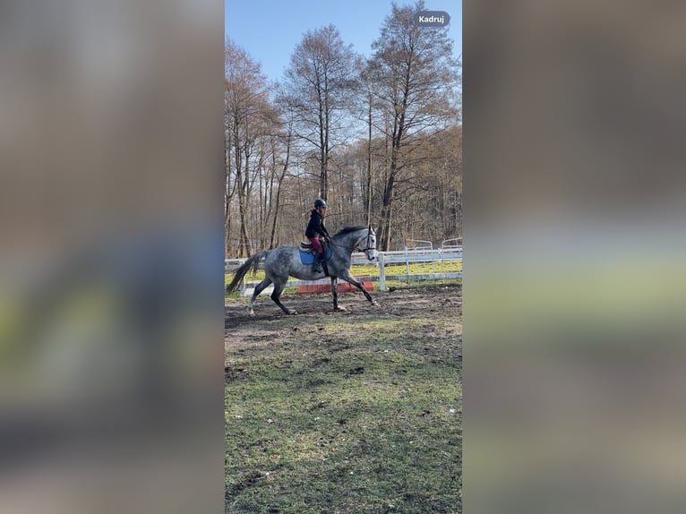 Polnisches Warmblut Wallach 8 Jahre 175 cm Apfelschimmel in Jerzwa&#x142;d