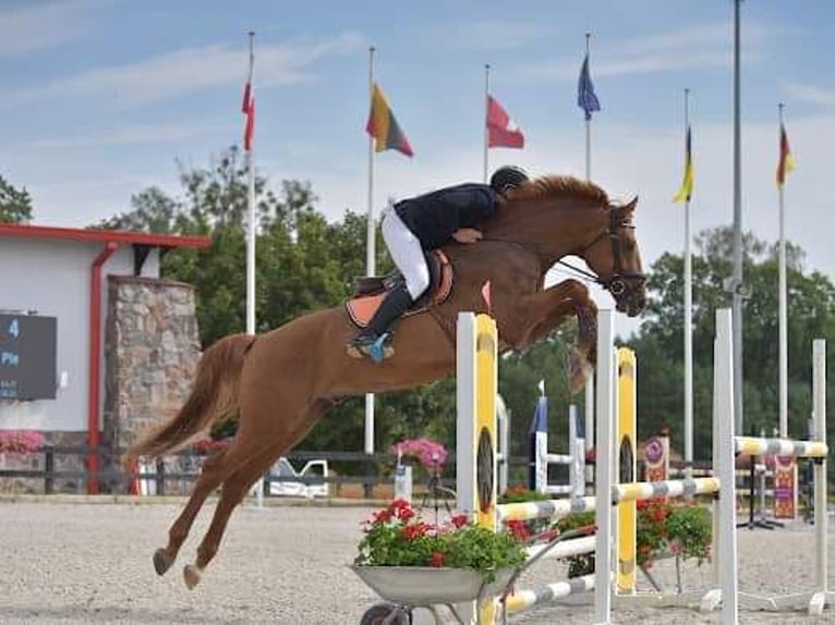 Polnisches Warmblut Wallach 8 Jahre 176 cm Dunkelfuchs in Stare Kawkowo