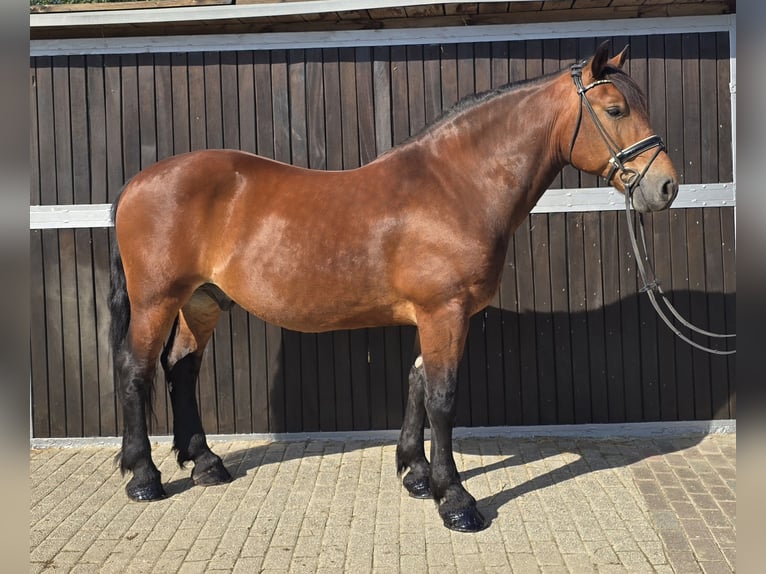 Polnisches Warmblut Mix Wallach 9 Jahre 155 cm Brauner in M&#xFC;lheim an der Ruhr