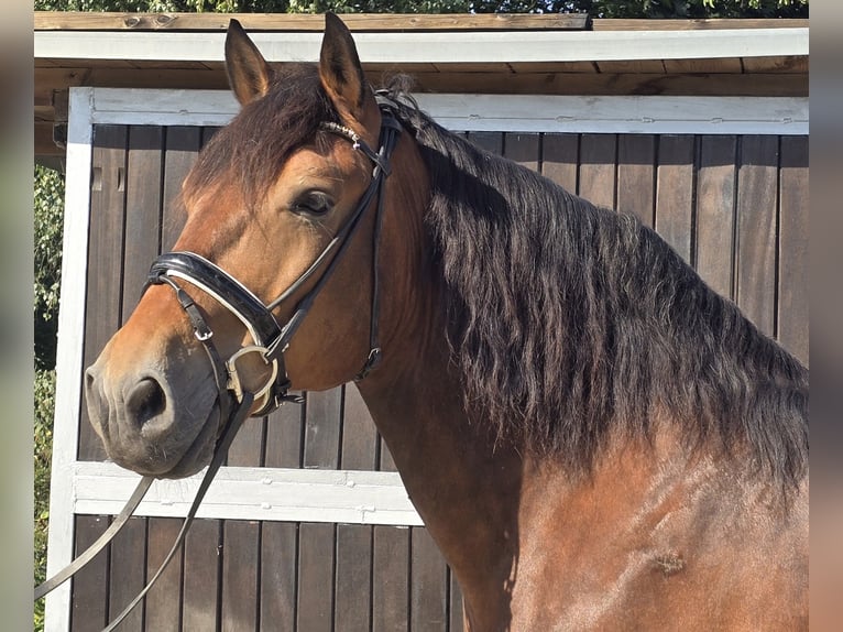 Polnisches Warmblut Mix Wallach 9 Jahre 155 cm Brauner in M&#xFC;lheim an der Ruhr