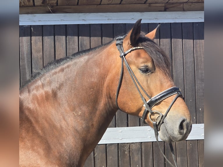 Polnisches Warmblut Mix Wallach 9 Jahre 155 cm Brauner in M&#xFC;lheim an der Ruhr