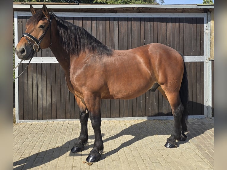 Polnisches Warmblut Mix Wallach 9 Jahre 155 cm Brauner in M&#xFC;lheim an der Ruhr