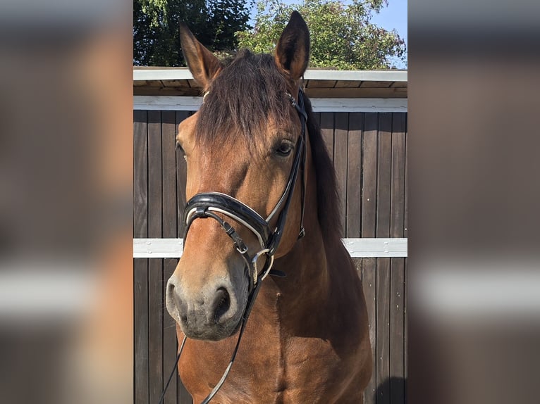 Polnisches Warmblut Mix Wallach 9 Jahre 155 cm Brauner in M&#xFC;lheim an der Ruhr