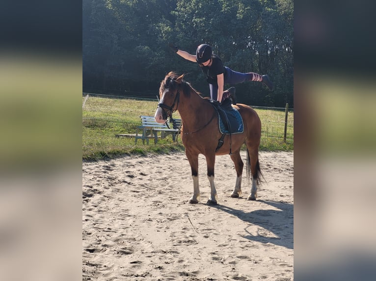 Polnisches Warmblut Wallach 9 Jahre 158 cm Brauner in Wurster Nordseeküste