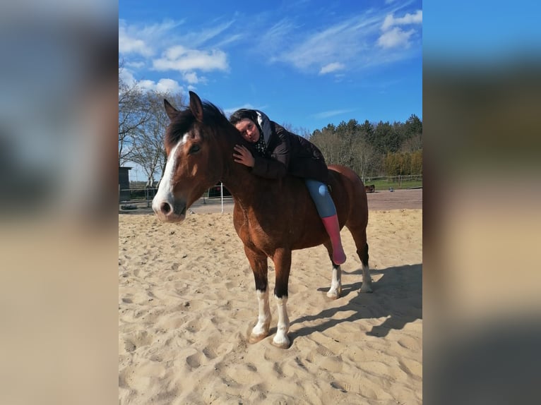 Polnisches Warmblut Wallach 9 Jahre 158 cm Brauner in Wurster Nordseeküste