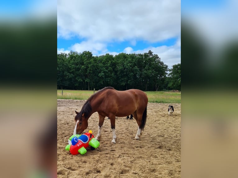 Polnisches Warmblut Wallach 9 Jahre 158 cm Brauner in Wurster Nordseeküste