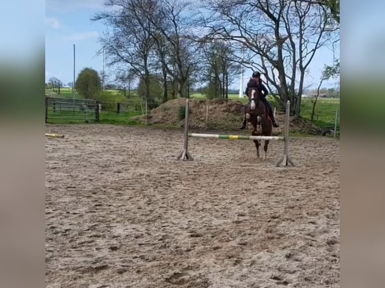 Polnisches Warmblut Wallach 9 Jahre 158 cm Brauner in Wurster Nordseeküste