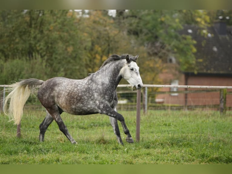 Polnisches Warmblut Wallach 9 Jahre 160 cm Apfelschimmel in Selm